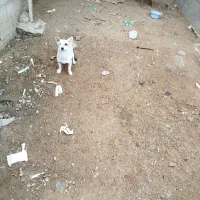 سگ پاکوتاه گوش تیز