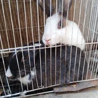 دوتاخرگوش‌سالم‌سیاه‌وسفید