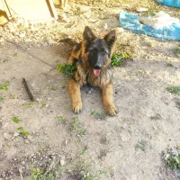 ژرمن شولاین کینگ سایز