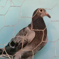 دوبربالا|پرنده|مشگین شهر, |دیوار