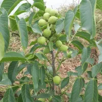 باغبانی،هَرس کاری و پیوند زنی|خدمات باغبانی و درختکاری|تبریز, |دیوار