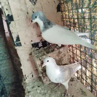 چهار  عدد حیوان رنگی