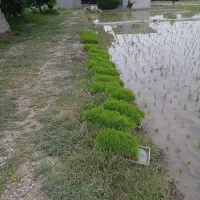 سینی نشا ندا