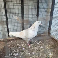 هماسرور ماده لطفا اگهی کامل بخون