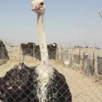 کهره بره گاو گوساله بزه میش قوغازاردک مرغ شاخدار