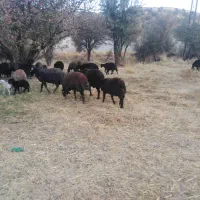 بره ماده و کاور بران