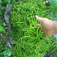 فلفل سبز درجه یک سوزنی با بالاترین کیفیت|خوردنی و آشامیدنی|آستانه اشرفیه, |دیوار