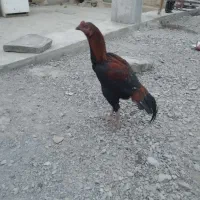 خروس نسل بالا