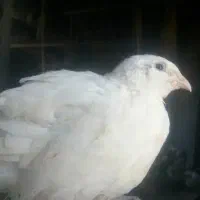 بلدرچین گوشتی و تخمگذار