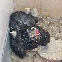 تعدادی جوجه مرغ و خرس گلین