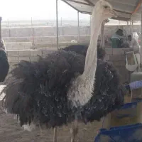 شتر مرغ گوشتی +80 کیلو