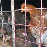 جوجه خروس و جوجه مرغ دله سیاه درشت