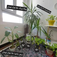 فروش ویژه گل‌های آپارتمانی سالم|گل و گیاه طبیعی|ایرانشهر, |دیوار