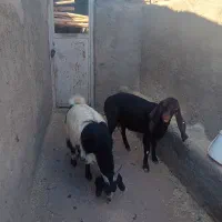 دو عدد بز فروشی