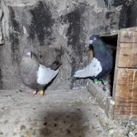 کبوتر سینه ایی