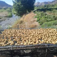 .انجیر خشک ارمنی و محلی طبیعی