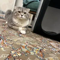 گربه نر اسکاتیش