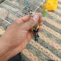 جوجه نقش