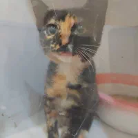 واگذاری بچه گربه|گربه|رشت, امین الضرب|دیوار