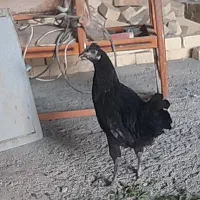 مرغ وتوتک مرغ