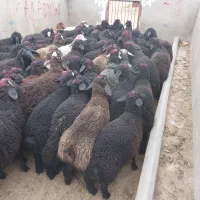 چند دسته بره جنس دار|حیوانات مزرعه|قم, انسجام|دیوار