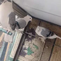 کفتر گنجه قفس سرک  پشتی  بزن بون باز