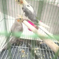 طوطی عروس هلندی|پرنده|قزوین, |دیوار