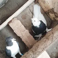 پرنده|پرنده|خوسف, |دیوار