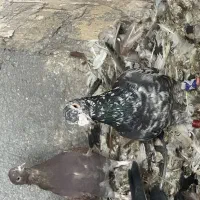 سرور پلاکی