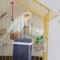 دو عدد عروس هلندی