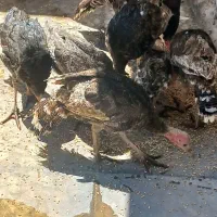 بوقلمون