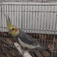 عروس هلندی و قناری|پرنده|اراک, |دیوار