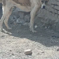 سگ افغان نر
