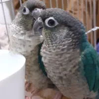 گرنچیک تراکویست