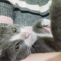 بچه گربه برتیش