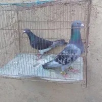 باسلام دوجفت کفتر عالی