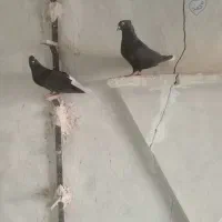 فروش