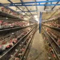 استخدام کارگر جهت مرغداری تخمگذار