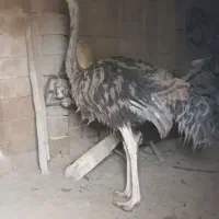 شتر مرغ فروشی