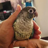 گرینچیک تراکوییس نر حلقه پا