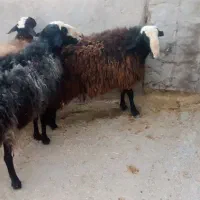 فروشی فوری سه عدد قوچ