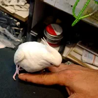 طوطی عروس هلندی البینو|پرنده|بندرعباس, |دیوار