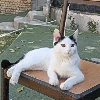 جوجه گربه ۴ماهه ناز و قشنگ