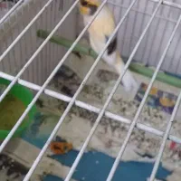 قناری|پرنده|سمنان, |دیوار