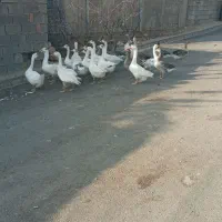 قو قاز ۱۲عدد