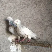 کفتر سرور|پرنده|مبارکه, |دیوار