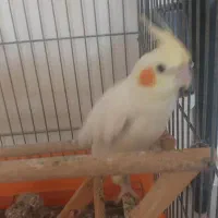 عروس هلندی۱۸۰۰