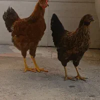 مرغ و خروس