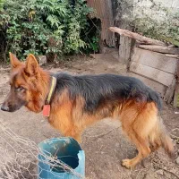 ژرمن شپرداصل(نر)|سگ|سیاهکل, |دیوار