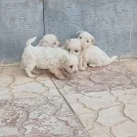 سگ پاکوتاه واگذاری